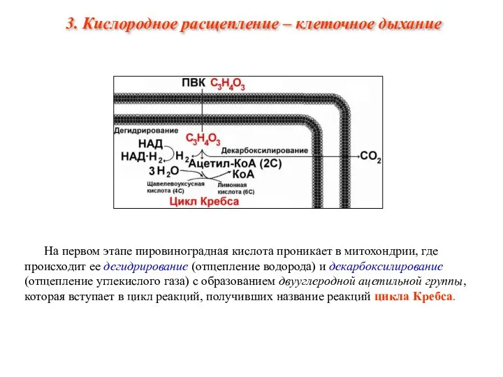 На первом этапе пировиноградная кислота проникает в митохондрии, где происходит ее