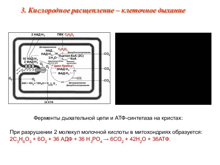 Ферменты дыхательной цепи и АТФ-синтетаза на кристах: При разрушении 2 молекул