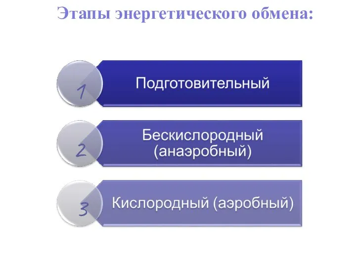 Этапы энергетического обмена: 1 2 3