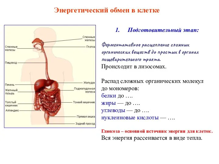 Подготовительный этап: Ферментативное расщепление сложных органических веществ до простых в органах