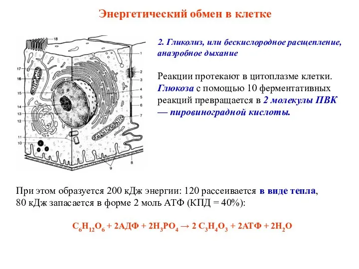 2. Гликолиз, или бескислородное расщепление, анаэробное дыхание Реакции протекают в цитоплазме