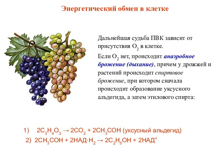 Дальнейшая судьба ПВК зависит от присутствия О2 в клетке. Если О2