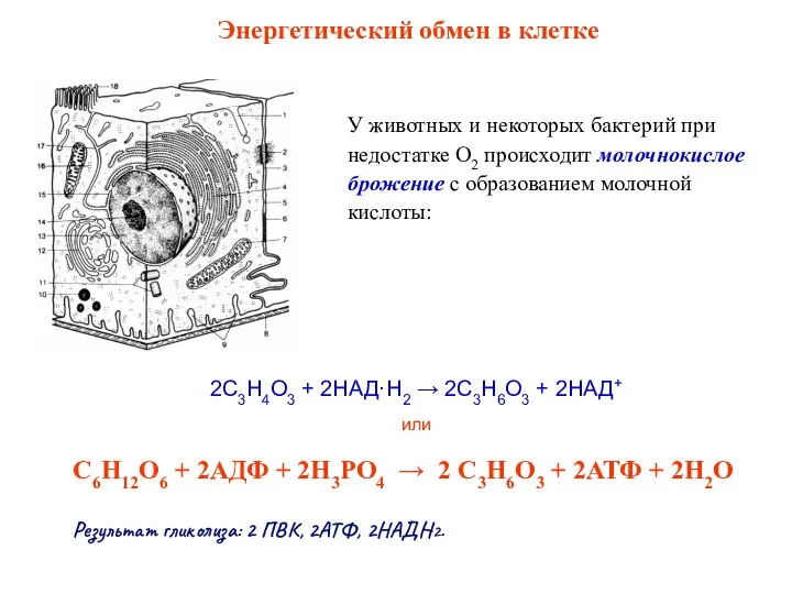 У животных и некоторых бактерий при недостатке О2 происходит молочнокислое брожение