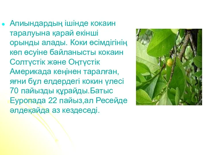 Апиындардың ішінде кокаин таралуына қарай екінші орынды алады. Коки өсімдігінің көп