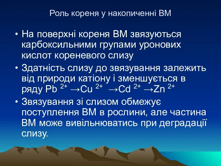 Роль кореня у накопиченні ВМ На поверхні кореня ВМ звязуються карбоксильними