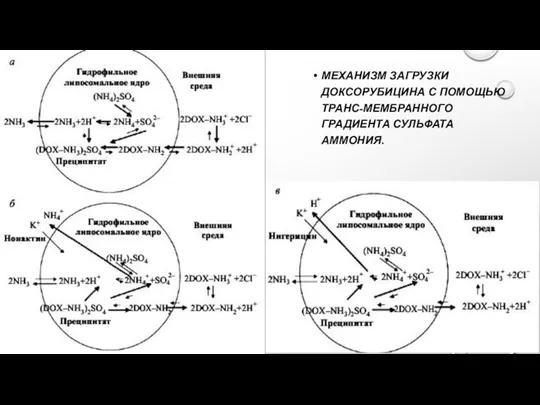 МЕХАНИЗМ ЗАГРУЗКИ ДОКСОРУБИЦИНА С ПОМОЩЬЮ ТРАНС-МЕМБРАННОГО ГРАДИЕНТА СУЛЬФАТА АММОНИЯ.