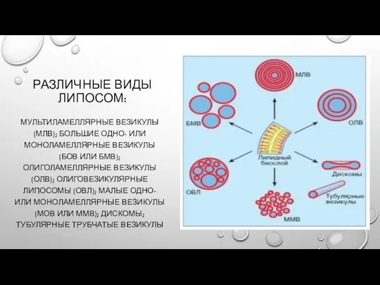 РАЗЛИЧНЫЕ ВИДЫ ЛИПОСОМ: МУЛЬТИЛАМЕЛЛЯРНЫЕ ВЕЗИКУЛЫ (МЛВ); БОЛЬШИЕ ОДНО- ИЛИ МОНОЛАМЕЛЛЯРНЫЕ ВЕЗИКУЛЫ