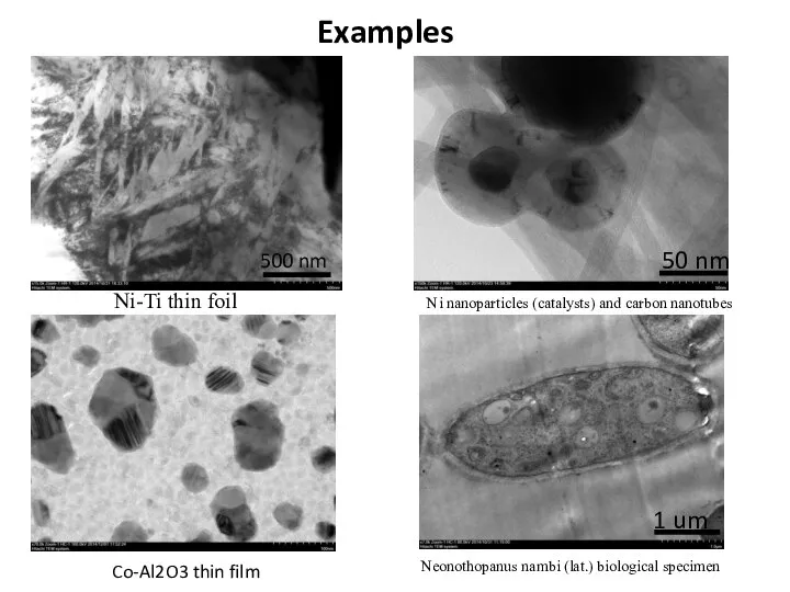 Examples Ni nanoparticles (catalysts) and carbon nanotubes Ni-Ti thin foil Neonothopanus