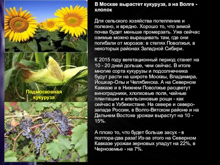 В Москве вырастет кукуруза, а на Волге - хлопок Для сельского