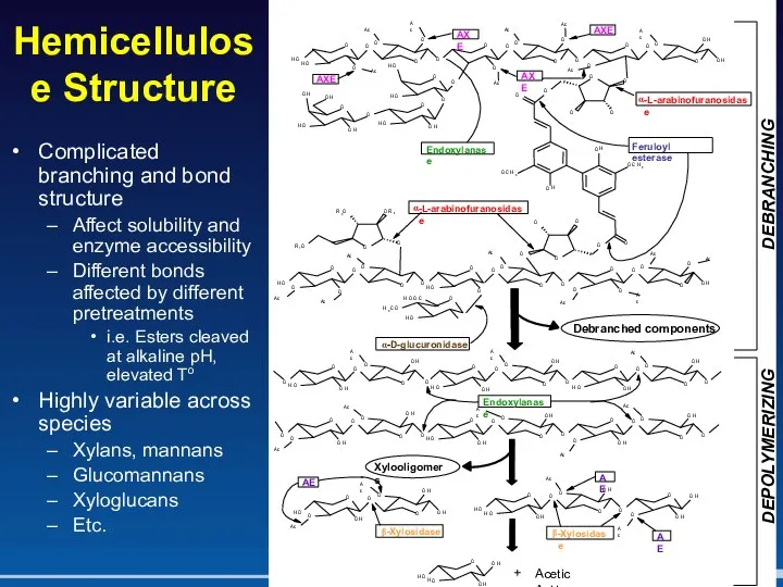 Hemicellulose Structure Complicated branching and bond structure Affect solubility and enzyme