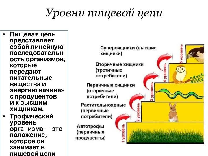 Уровни пищевой цепи Пищевая цепь представляет собой линейную последовательность организмов, которые