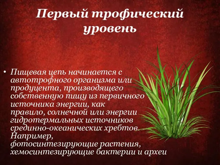 Первый трофический уровень Пищевая цепь начинается с автотрофного организма или продуцента,