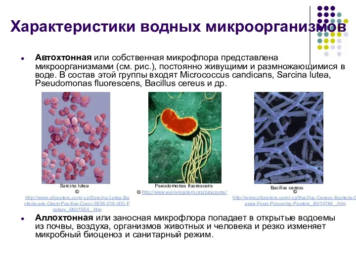 Характеристики водных микроорганизмов Автохтонная или собственная микрофлора представлена микроорганизмами (см. рис.),