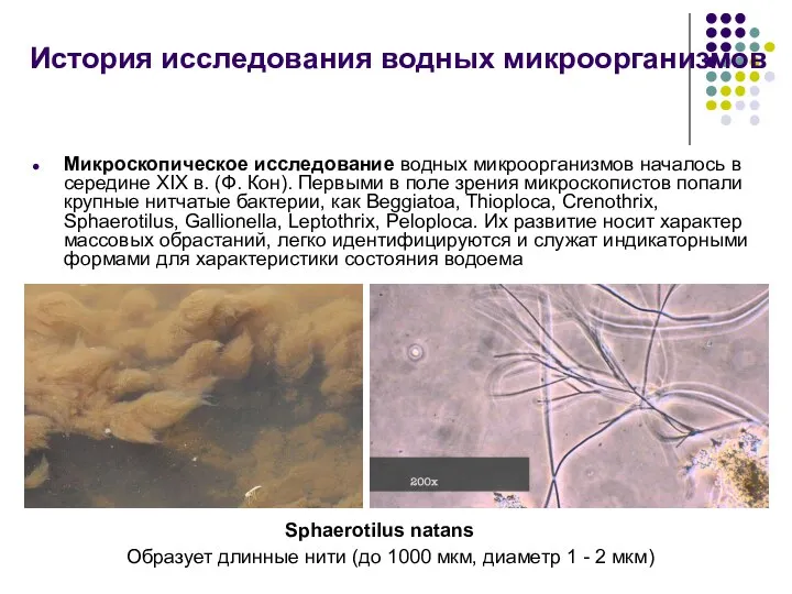 Микроскопическое исследование водных микроорганизмов началось в середине XIX в. (Ф. Кон).