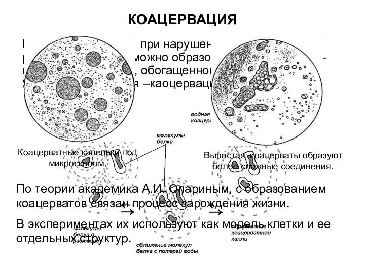 КОАЦЕРВАЦИЯ Кроме высаливания при нарушении устойчивости раствора белка возможно образование каоцервата