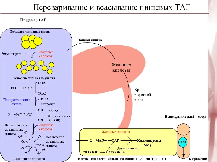 Переваривание и всасывание пищевых ТАГ Пищевые ТАГ Большие липидные капли Желчные