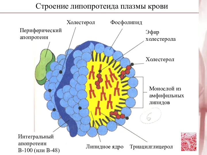 Строение липопротеида плазмы крови Периферический апопротеин Интегральный апопротеин В-100 (или В-48)