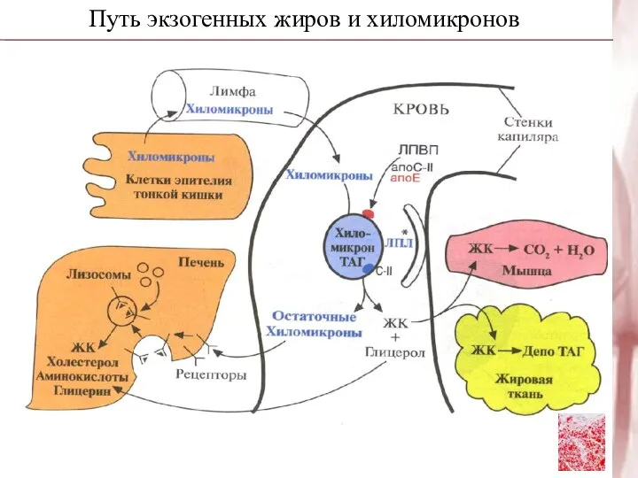 Путь экзогенных жиров и хиломикронов