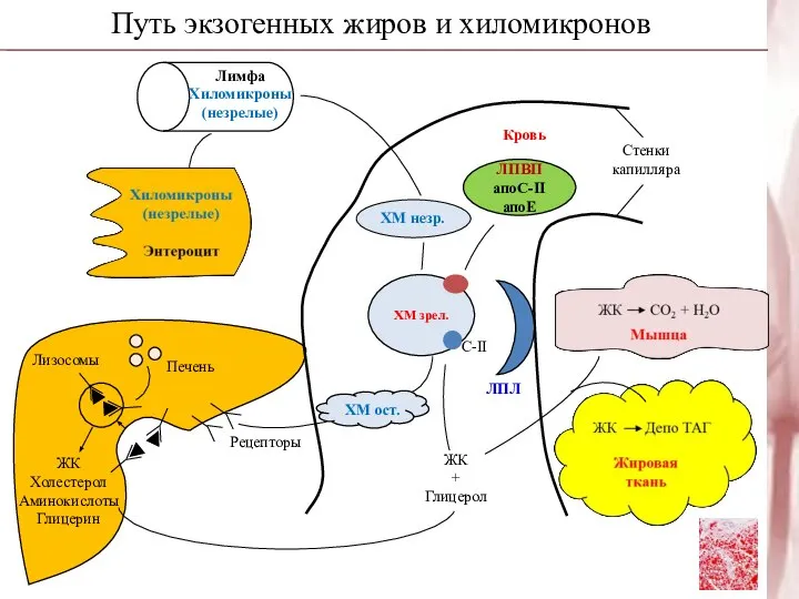 Путь экзогенных жиров и хиломикронов Рецепторы ХМ ост. ХМ незр. ЛПВП