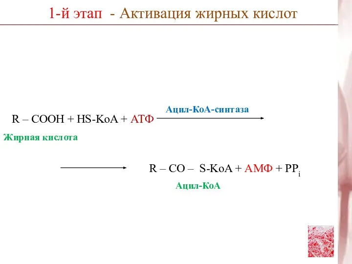 R – COOH + HS-KoA + АТФ 1-й этап - Активация