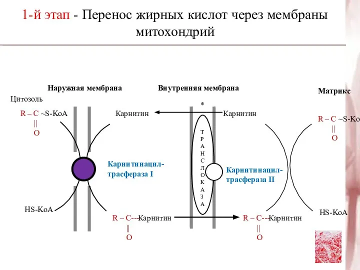 Наружная мембрана Внутренняя мембрана Цитозоль R – C ~S-KoA || O