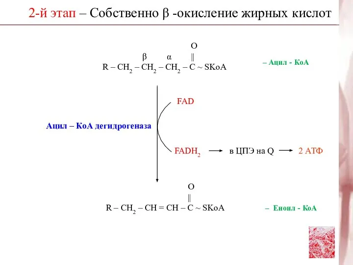 2-й этап – Собственно β -окисление жирных кислот О β α