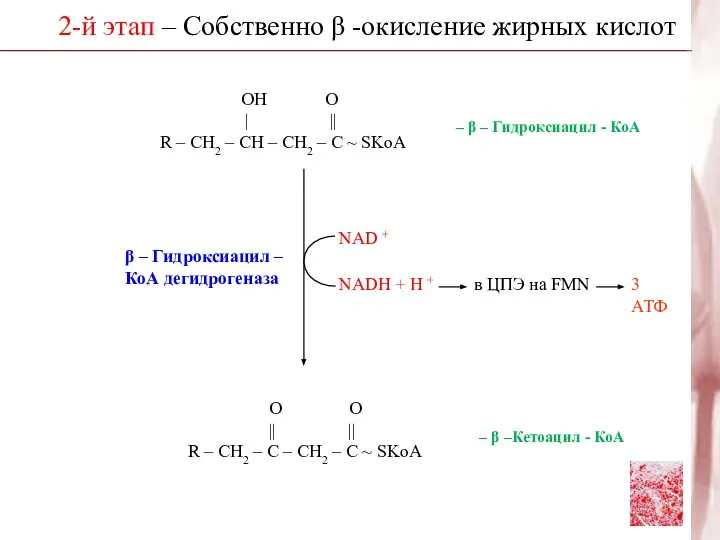 2-й этап – Собственно β -окисление жирных кислот β – Гидроксиацил