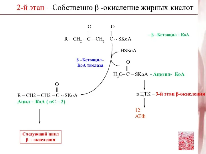 2-й этап – Собственно β -окисление жирных кислот β –Кетоацил– КоА