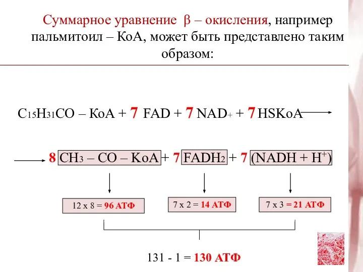 Суммарное уравнение β – окисления, например пальмитоил – КоА, может быть