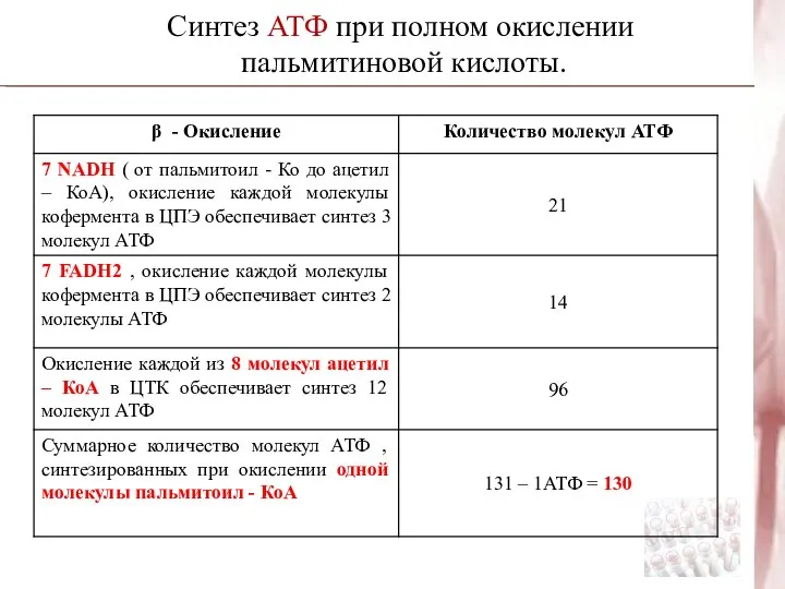 Синтез АТФ при полном окислении пальмитиновой кислоты.