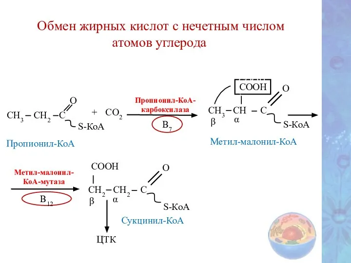 Обмен жирных кислот с нечетным числом атомов углерода Метил-малонил- КоА-мутаза В12