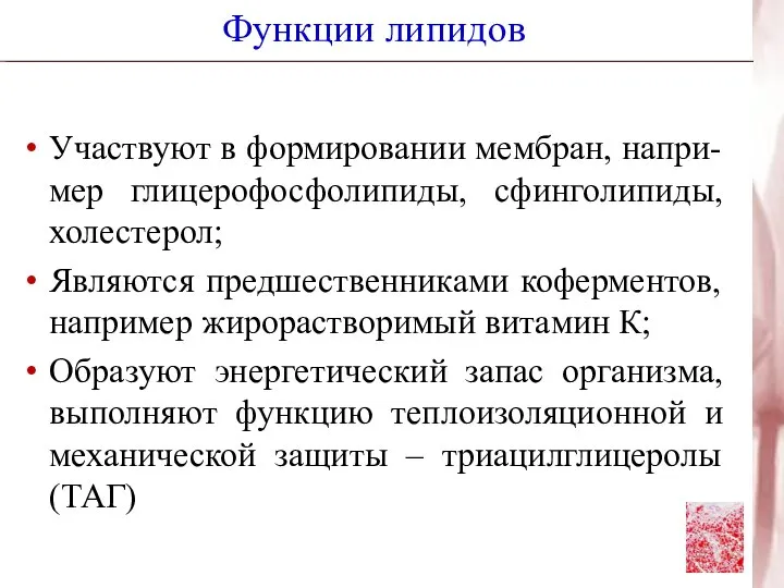 Функции липидов Участвуют в формировании мембран, напри-мер глицерофосфолипиды, сфинголипиды, холестерол; Являются