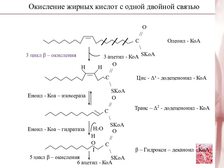 Окисление жирных кислот с одной двойной связью Н2О 3 цикл β