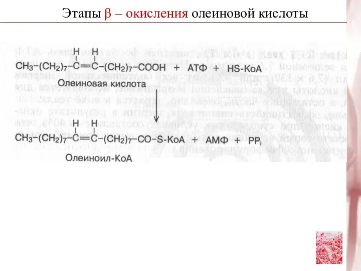 Этапы β – окисления олеиновой кислоты