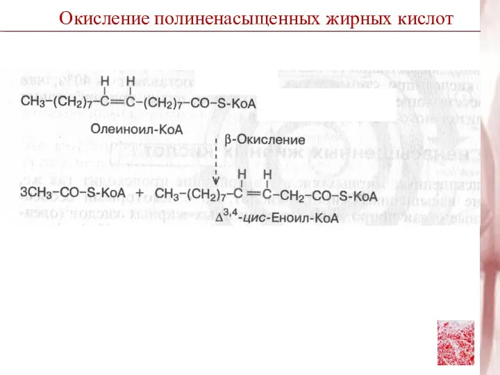 Окисление полиненасыщенных жирных кислот