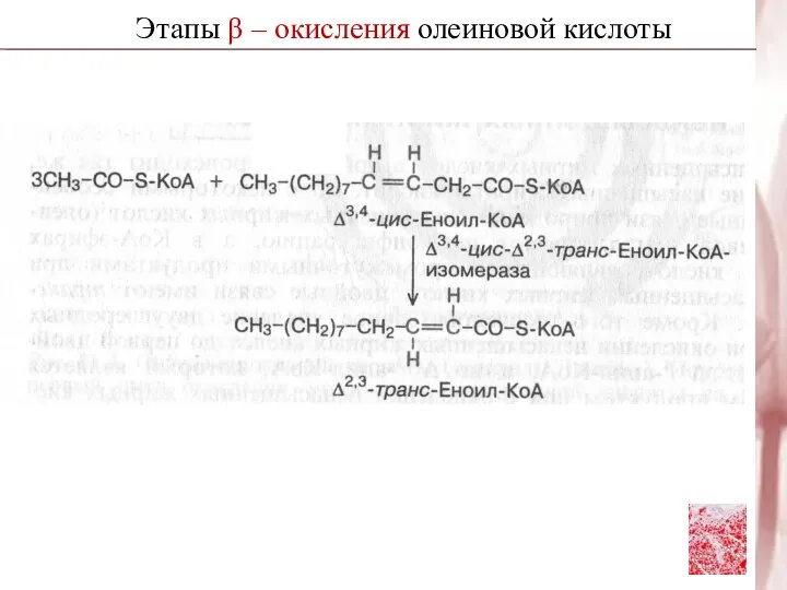 Этапы β – окисления олеиновой кислоты