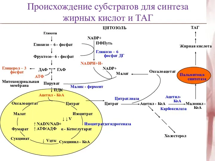 Происхождение субстратов для синтеза жирных кислот и ТАГ Глюкоза Глюкозо –