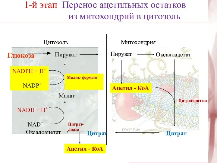 NADH + H+ NAD+ 1-й этап Перенос ацетильных остатков из митохондрий