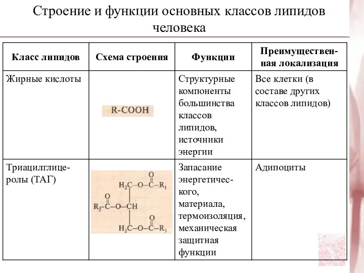 Строение и функции основных классов липидов человека