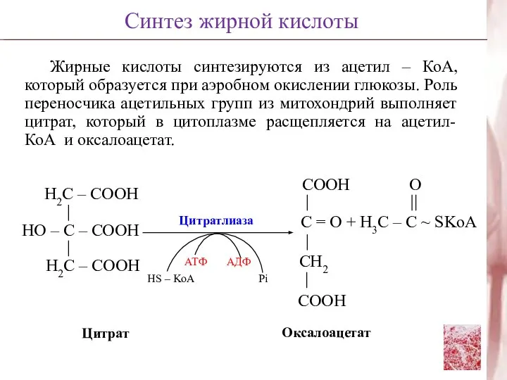 Жирные кислоты синтезируются из ацетил – КоА, который образуется при аэробном