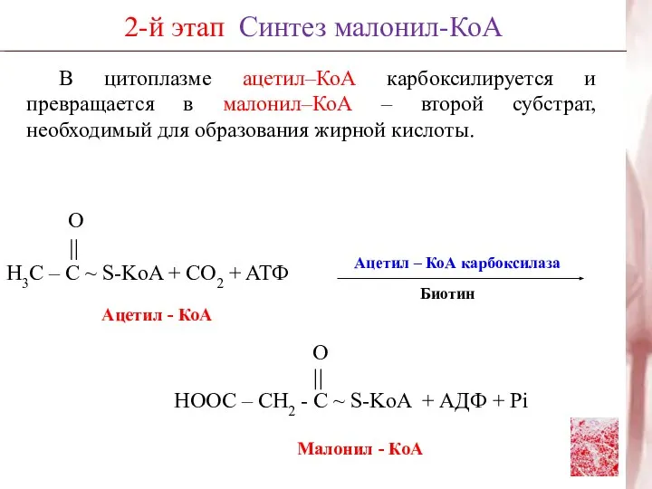В цитоплазме ацетил–КоА карбоксилируется и превращается в малонил–КоА – второй субстрат,