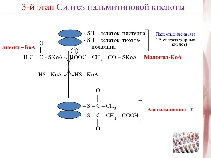 3-й этап Синтез пальмитиновой кислоты 1 HS - KoA HOOC –