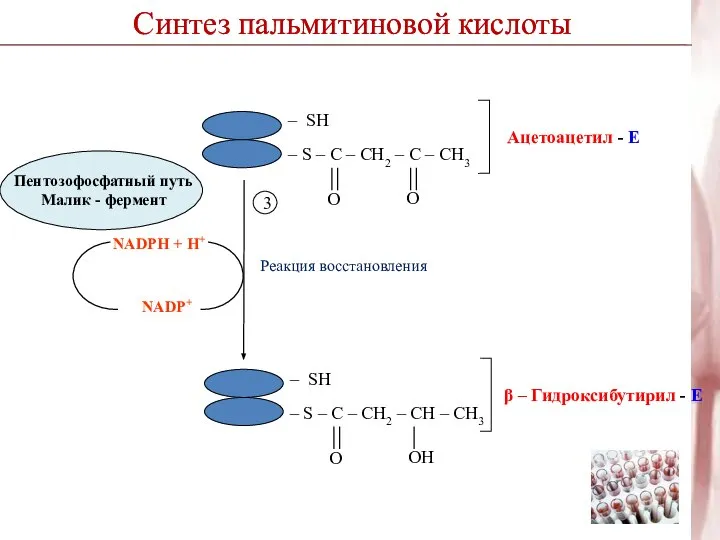 Синтез пальмитиновой кислоты Реакция восстановления NADPH + H+ NADP+ 3 Синтез пальмитиновой кислоты