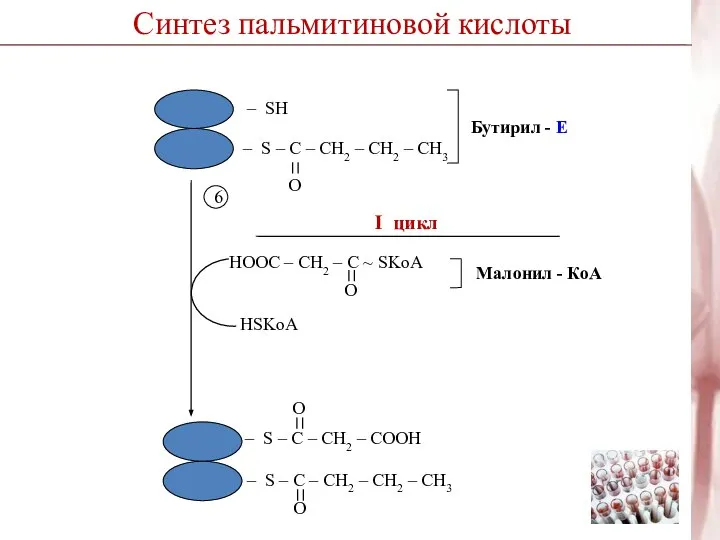 Синтез пальмитиновой кислоты I цикл 6 НSKoA