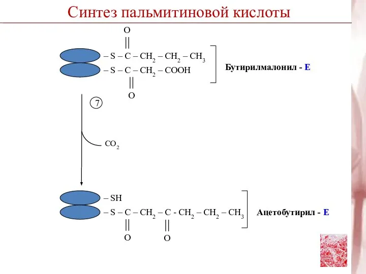 7 CO2 Синтез пальмитиновой кислоты