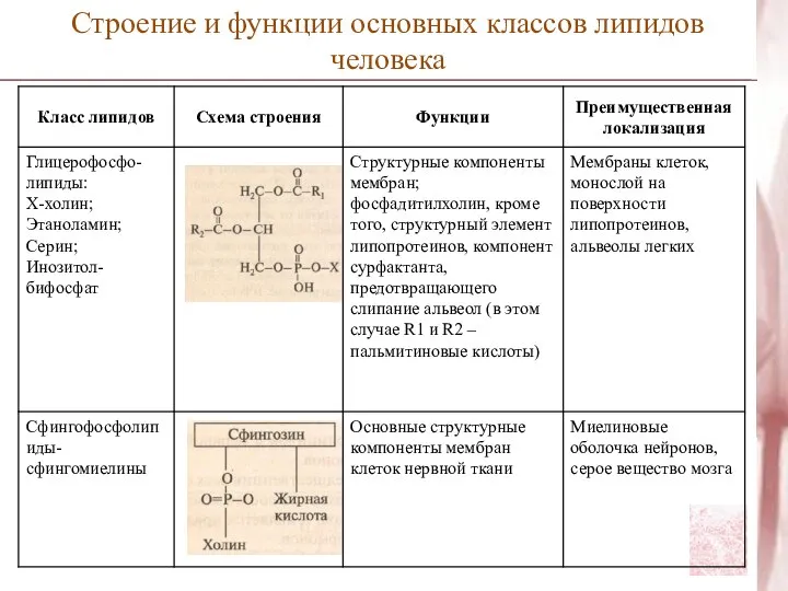 Строение и функции основных классов липидов человека