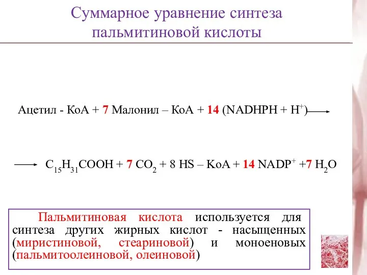 Ацетил - КоА + 7 Малонил – КоА + 14 (NADHPH