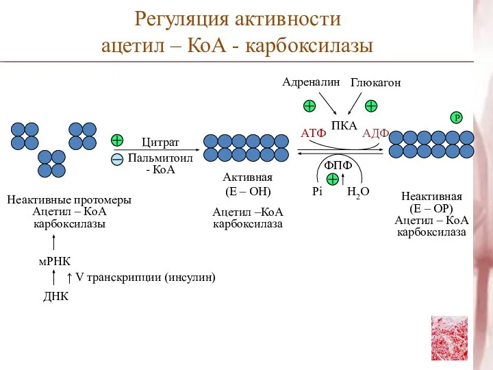 Цитрат Пальмитоил - КоА Неактивные протомеры Ацетил – КоА карбоксилазы мРНК
