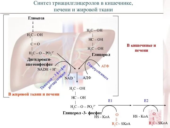 Глюкоза Н2С – ОН | С = О | Н2С –