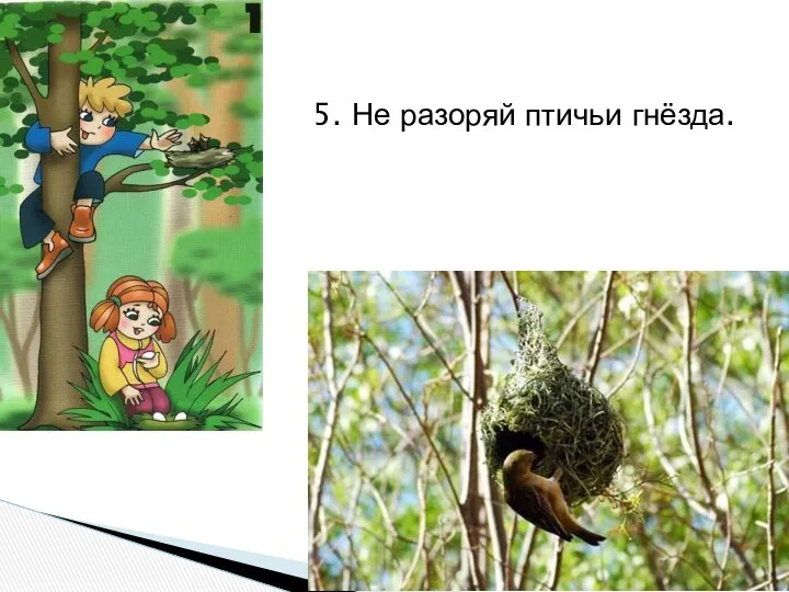 5. Не разоряй птичьи гнёзда.